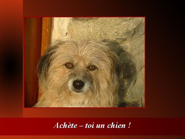 Achète – toi un chien ! 