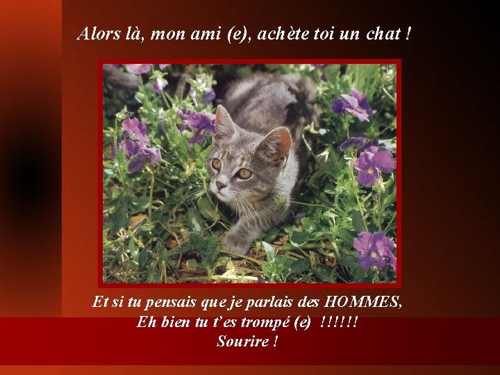 Alors là, mon ami (e), achète toi un chat ! Et si tu pensais