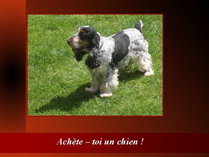 Achète – toi un chien ! 