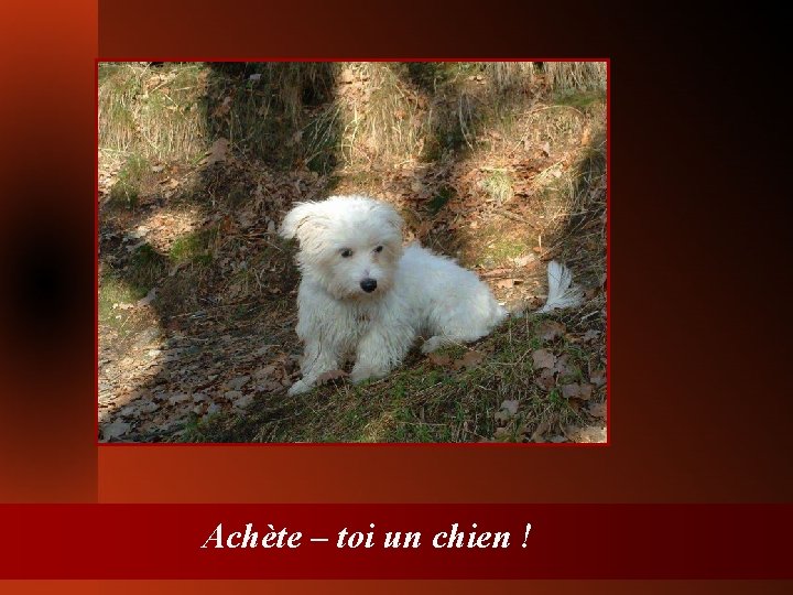 Achète – toi un chien ! 