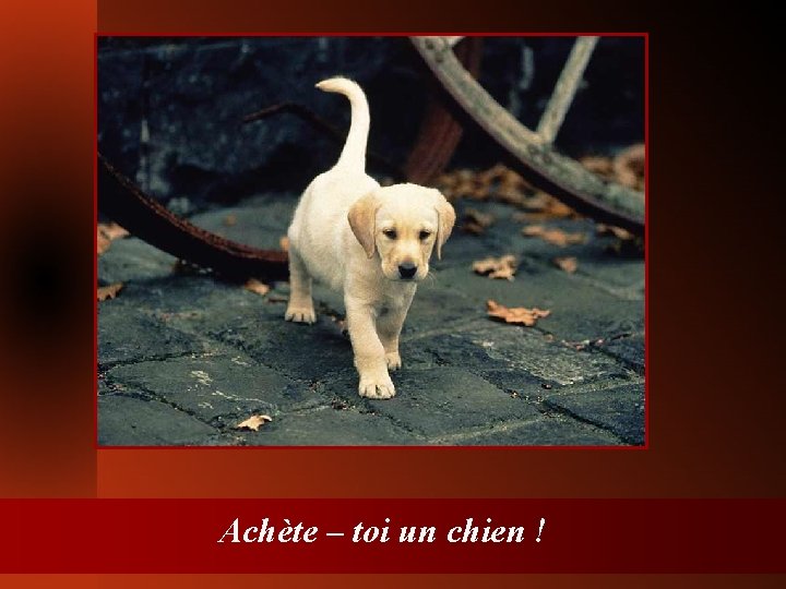 Achète – toi un chien ! 