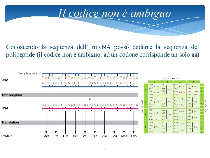 Il codice non è ambiguo Conoscendo la sequenza dell’ m. RNA posso dedurre la