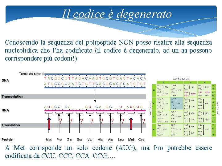 Il codice è degenerato Conoscendo la sequenza del polipeptide NON posso risalire alla sequenza