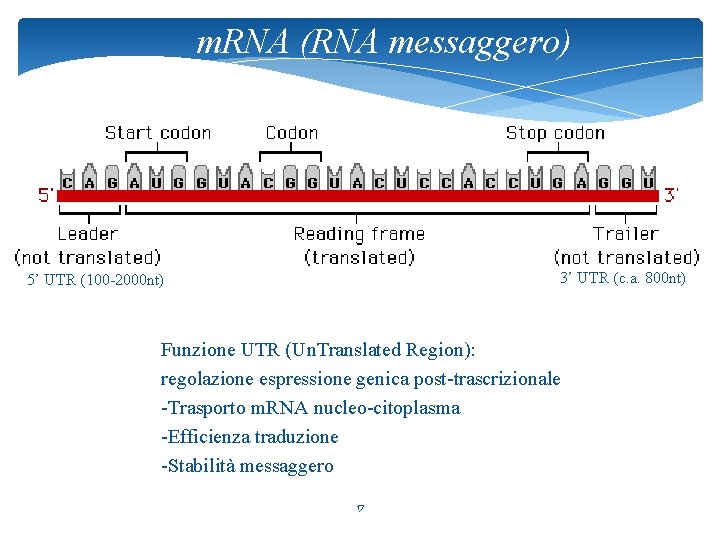 m. RNA (RNA messaggero) 3’ UTR (c. a. 800 nt) 5’ UTR (100 -2000