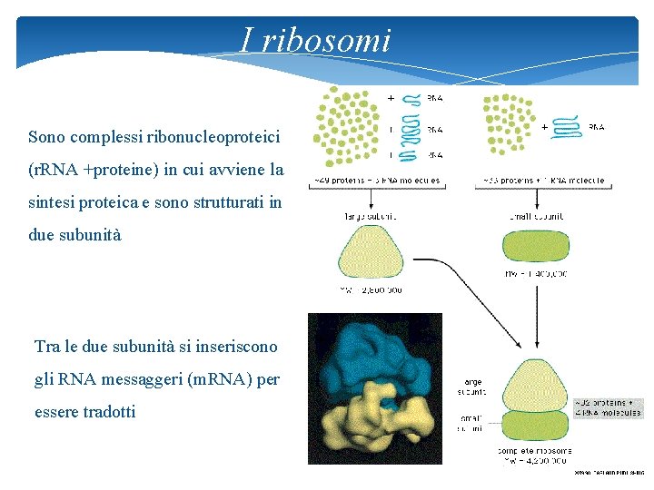 I ribosomi Sono complessi ribonucleoproteici (r. RNA +proteine) in cui avviene la sintesi proteica