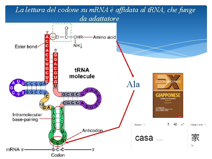 La lettura del codone su m. RNA è affidata al t. RNA, che funge