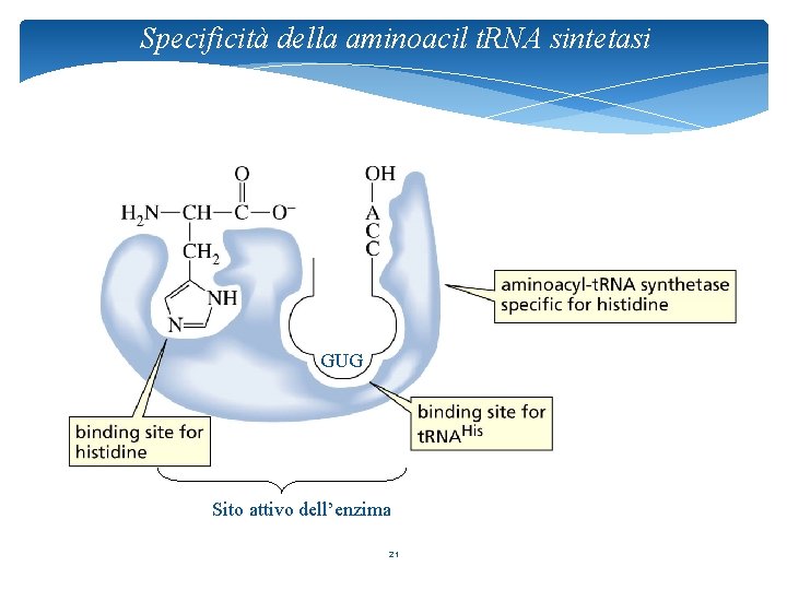 Specificità della aminoacil t. RNA sintetasi GUG Sito attivo dell’enzima 21 