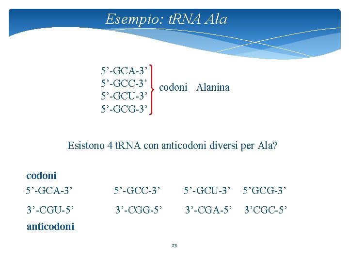 Esempio: t. RNA Ala 5’-GCA-3’ 5’-GCC-3’ 5’-GCU-3’ 5’-GCG-3’ codoni Alanina Esistono 4 t. RNA