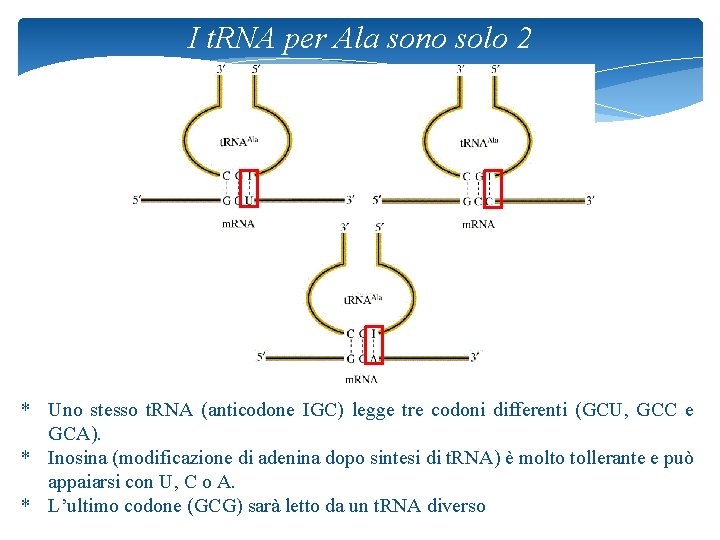 I t. RNA per Ala sono solo 2 * Uno stesso t. RNA (anticodone