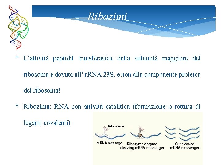 Ribozimi * L’attività peptidil transferasica della subunità maggiore del ribosoma è dovuta all’ r.