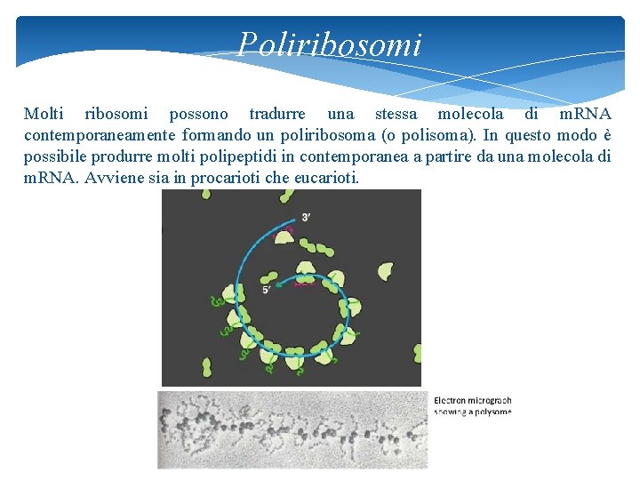 Poliribosomi Molti ribosomi possono tradurre una stessa molecola di m. RNA contemporaneamente formando un