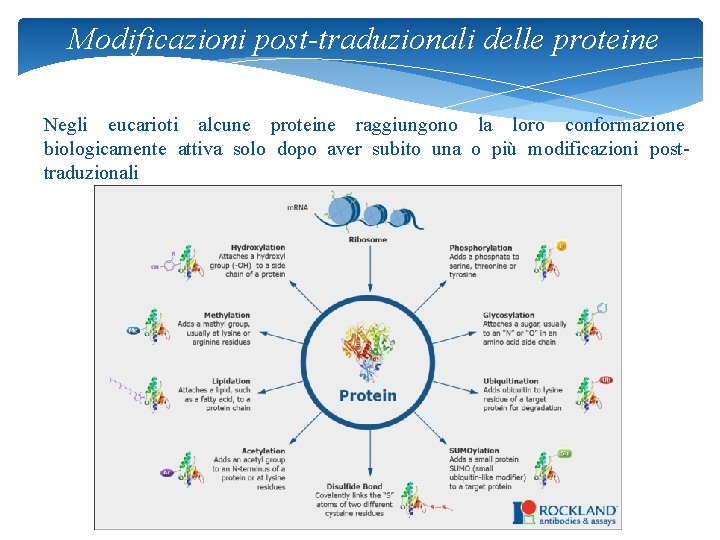 Modificazioni post-traduzionali delle proteine Negli eucarioti alcune proteine raggiungono la loro conformazione biologicamente attiva