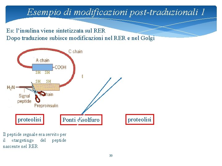 Esempio di modificazioni post-traduzionali 1 Es: l’insulina viene sintetizzata sul RER Dopo traduzione subisce