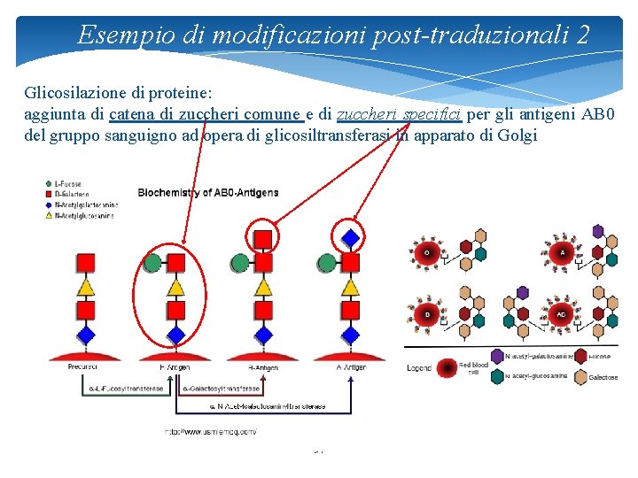 Esempio di modificazioni post-traduzionali 2 Glicosilazione di proteine: aggiunta di catena di zuccheri comune