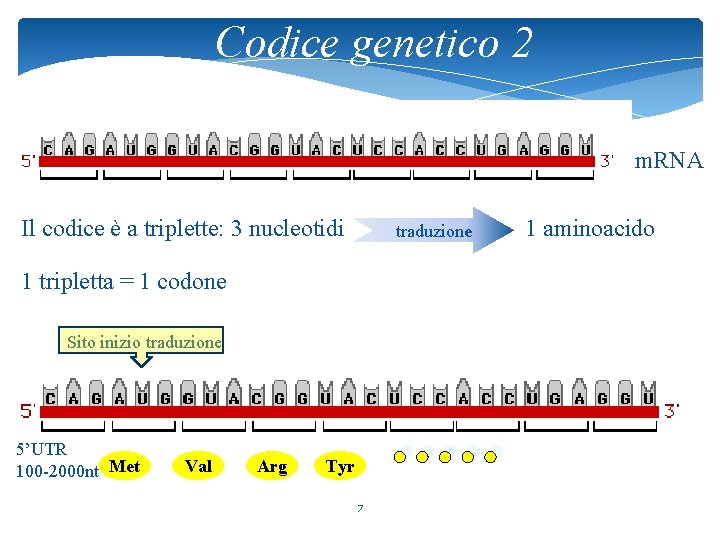 Codice genetico 2 m. RNA codone Il codice è a triplette: 3 nucleotidi traduzione