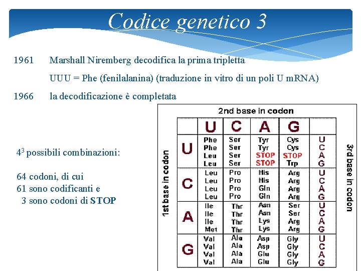 Codice genetico 3 1961 Marshall Niremberg decodifica la prima tripletta UUU = Phe (fenilalanina)