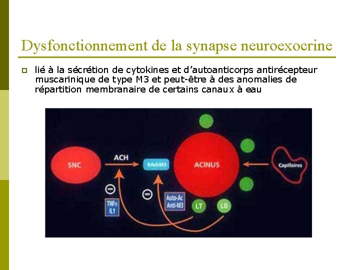 Dysfonctionnement de la synapse neuroexocrine p lié à la sécrétion de cytokines et d’autoanticorps