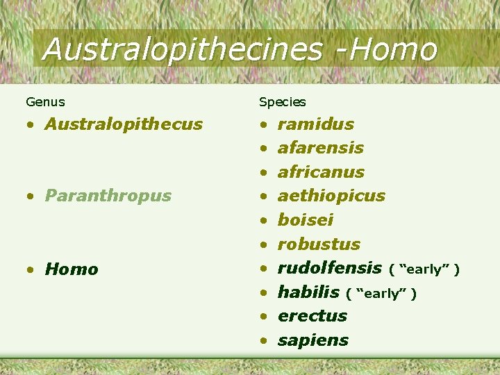 Australopithecines -Homo Genus Species • Australopithecus • • • Paranthropus • Homo ramidus afarensis
