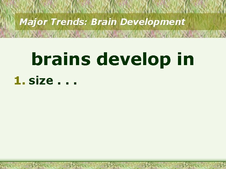 Major Trends: Brain Development brains develop in 1. size. . . 