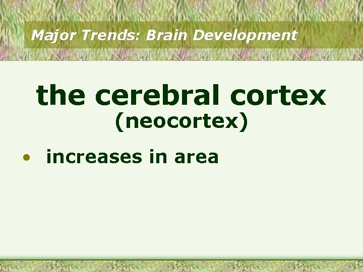 Major Trends: Brain Development the cerebral cortex (neocortex) • increases in area 