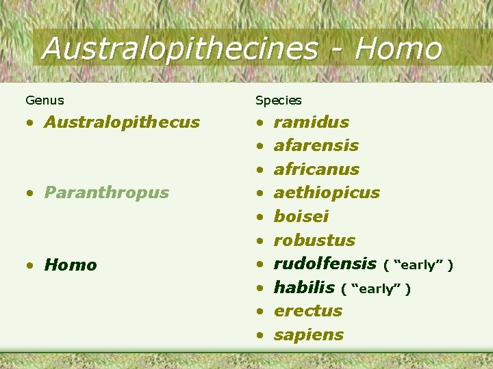 Australopithecines - Homo Genus Species • Australopithecus • • • Paranthropus • Homo ramidus