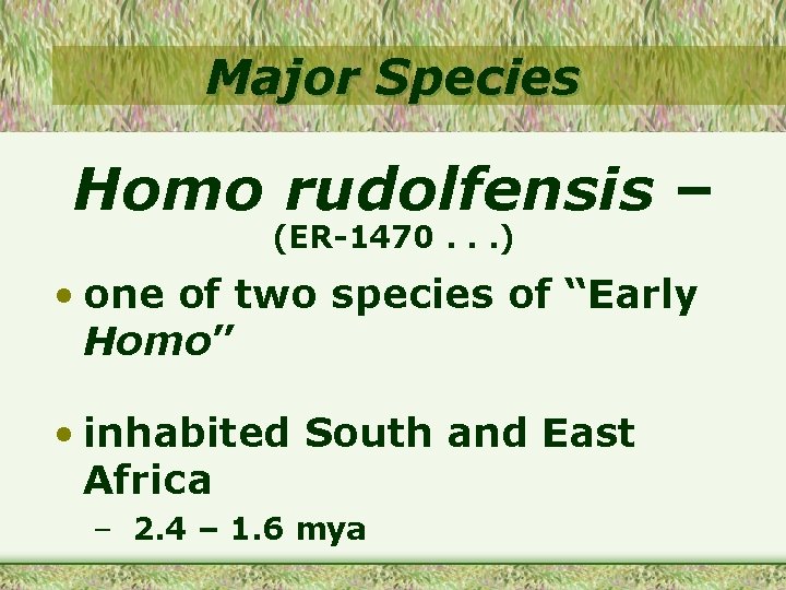 Major Species Homo rudolfensis – (ER-1470. . . ) • one of two species
