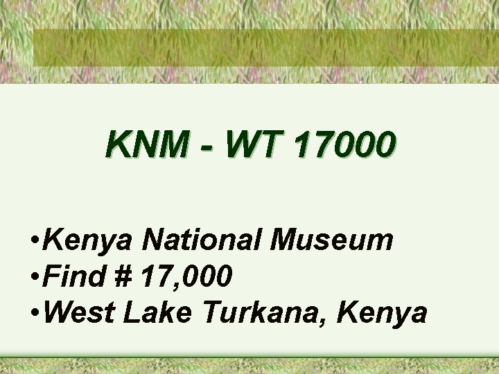 KNM - WT 17000 • Kenya National Museum • Find # 17, 000 •