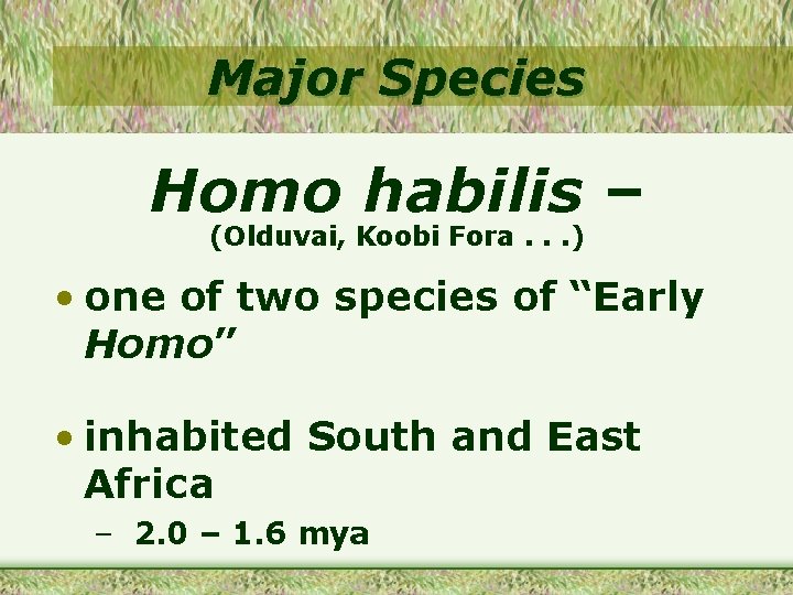 Major Species Homo habilis – (Olduvai, Koobi Fora. . . ) • one of