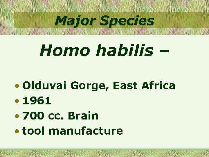 Major Species Homo habilis – • Olduvai Gorge, East Africa • 1961 • 700