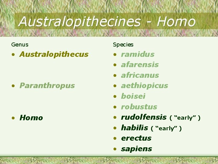 Australopithecines - Homo Genus Species • Australopithecus • • • Paranthropus • Homo ramidus