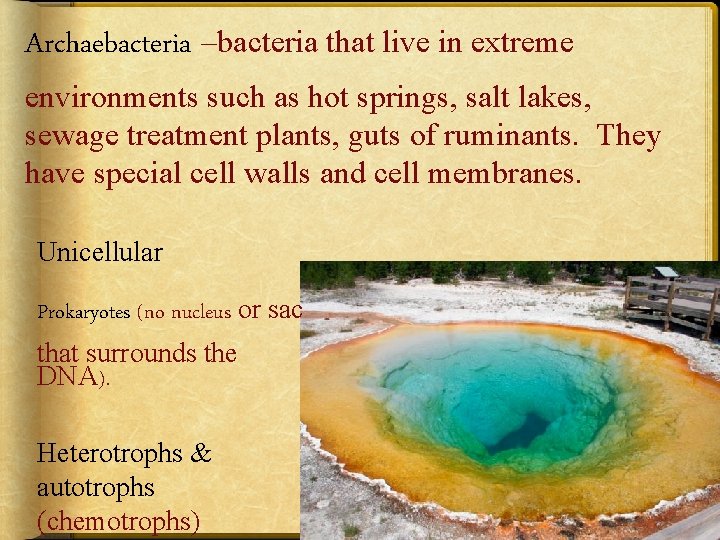 Archaebacteria –bacteria that live in extreme environments such as hot springs, salt lakes, sewage