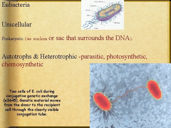 Eubacteria Unicellular Prokaryotic (no nucleus or sac that surrounds the DNA). Autotrophs & Heterotrophic