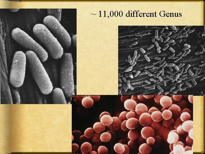 ~ 11, 000 different Genus 