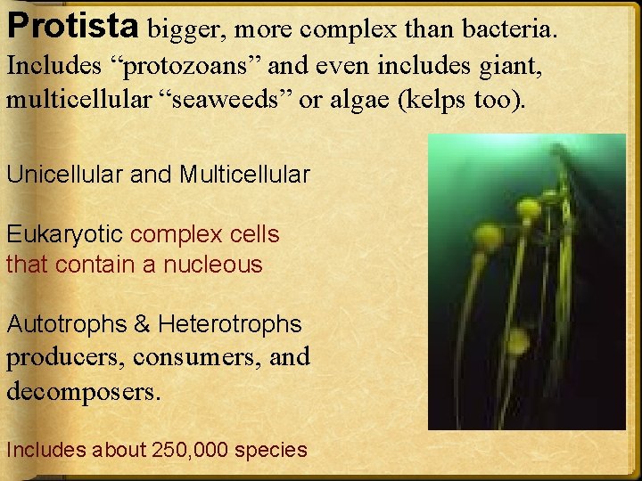 Protista bigger, more complex than bacteria. Includes “protozoans” and even includes giant, multicellular “seaweeds”