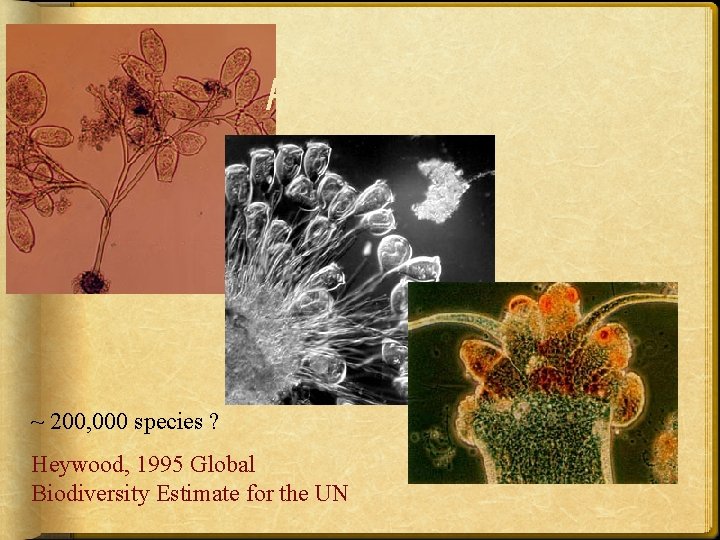 Protozoa ~ 200, 000 species ? Heywood, 1995 Global Biodiversity Estimate for the UN