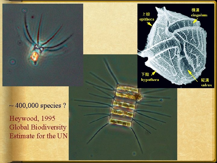 Algae ~ 400, 000 species ? Heywood, 1995 Global Biodiversity Estimate for the UN