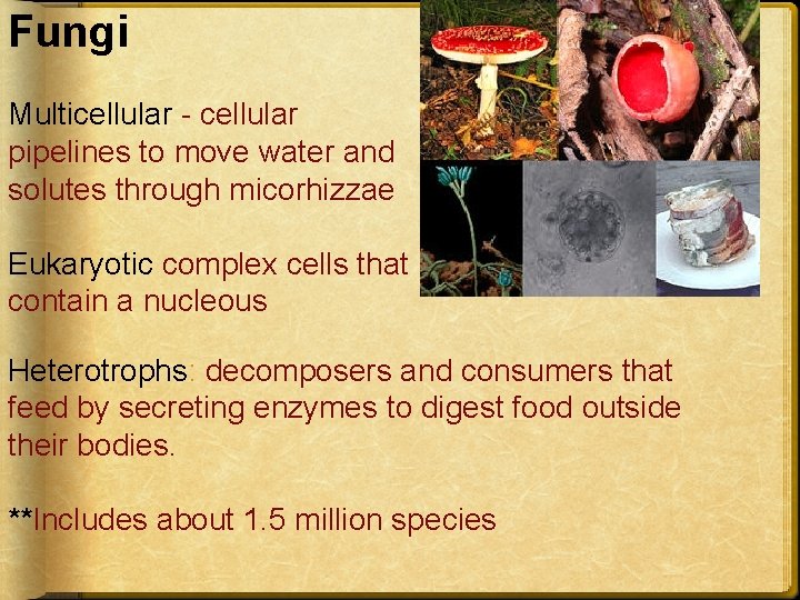 Fungi Multicellular - cellular pipelines to move water and solutes through micorhizzae Eukaryotic complex