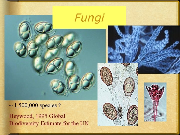 Fungi ~ 1, 500, 000 species ? Heywood, 1995 Global Biodiversity Estimate for the