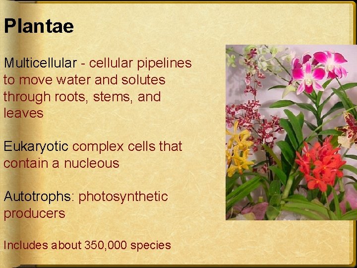 Plantae Multicellular - cellular pipelines to move water and solutes through roots, stems, and