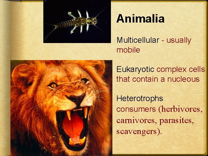 Animalia Multicellular - usually mobile Eukaryotic complex cells that contain a nucleous Heterotrophs: consumers
