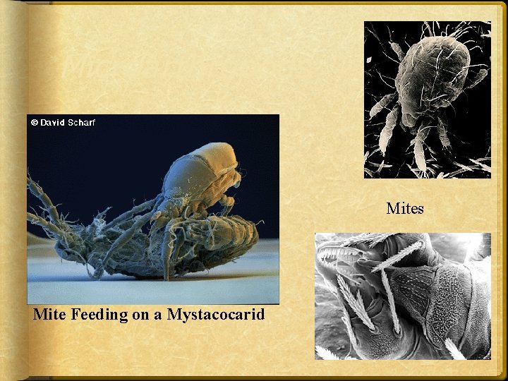 Microarthropods Mite Feeding on a Mystacocarid 