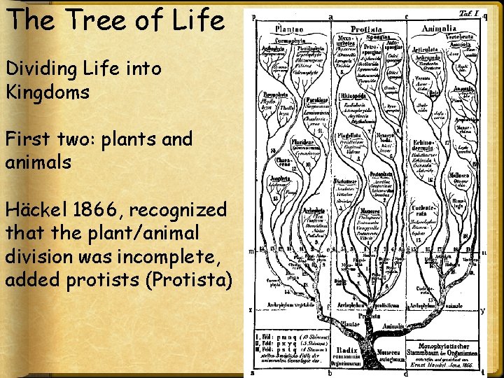 The Tree of Life Dividing Life into Kingdoms First two: plants and animals Häckel