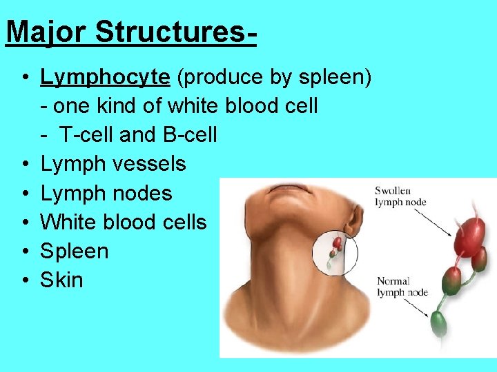 Major Structures • Lymphocyte (produce by spleen) - one kind of white blood cell