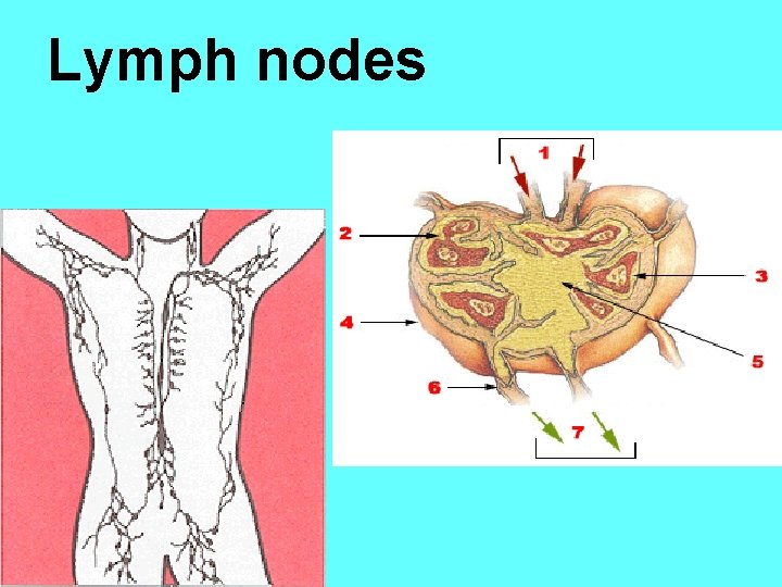 Lymph nodes 
