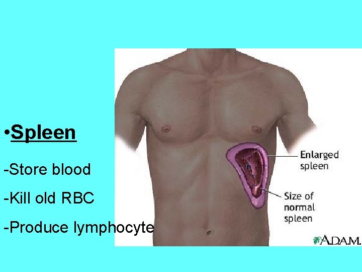  • Spleen -Store blood -Kill old RBC -Produce lymphocyte 