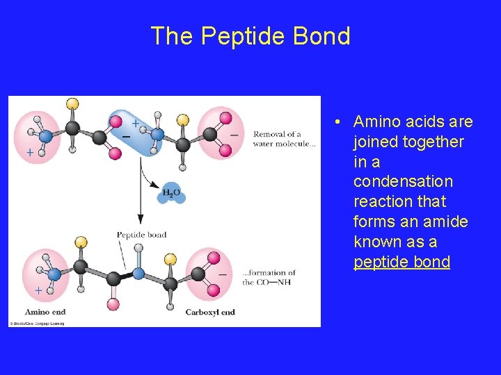 The Peptide Bond • Amino acids are joined together in a condensation reaction that