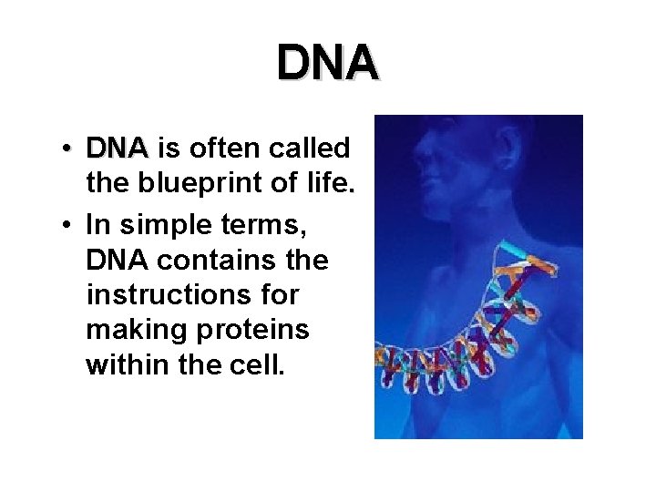 DNA • DNA is often called the blueprint of life. • In simple terms,