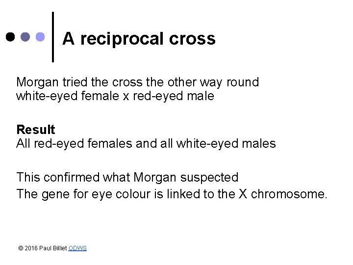 A reciprocal cross Morgan tried the cross the other way round white-eyed female x