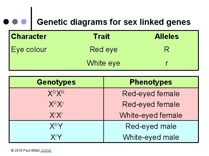 Genetic diagrams for sex linked genes Character Trait Eye colour Alleles Red eye R