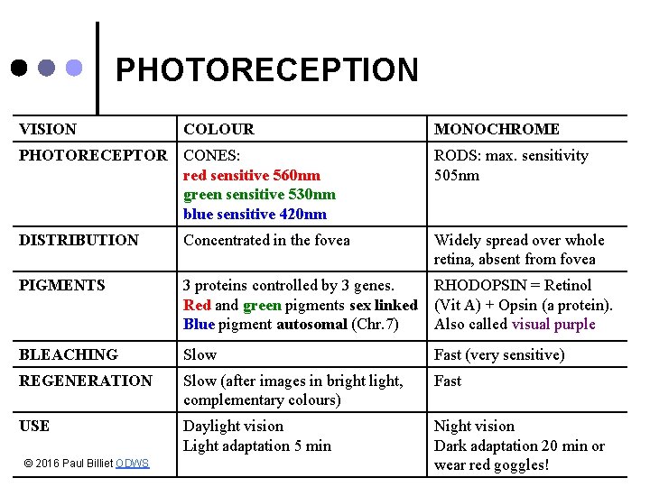 PHOTORECEPTION VISION COLOUR MONOCHROME PHOTORECEPTOR CONES: red sensitive 560 nm green sensitive 530 nm